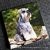 Schnauzer Magnetic Notepad